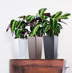 41Cm Tall Planter,  Sand Brown Plastic Lechuza Cubico Color Self-Watering Planter With Water Level Indicator H41 L22 W22 Cm - thumbnail 8
