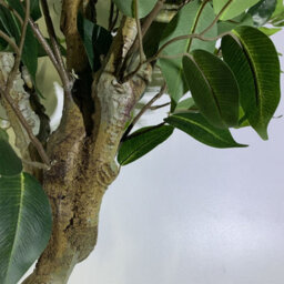 Leaf Artificial 100Cm Premium Artificial Ficus Twist Tree Gold Planter - thumbnail 3
