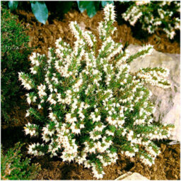 GrowOn Shrubs (X4) Heather Erica X Darleyensis 'silver Beads' (Silberschmelze) Evergreen Garden Shrubs (9Cm Pots) - thumbnail 2