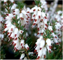GrowOn Shrubs (X4) Heather Erica X Darleyensis 'silver Beads' (Silberschmelze) Evergreen Garden Shrubs (9Cm Pots) - thumbnail 4