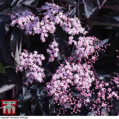 Thompson & Morgan Sambucus Nigra Black Beauty 9Cm Potted Plant X 1 - image 1