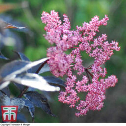Thompson & Morgan Sambucus Nigra Black Beauty 9Cm Potted Plant X 1 - thumbnail 2