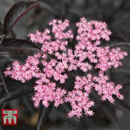 Thompson & Morgan Sambucus Nigra Black Beauty 9Cm Potted Plant X 1 - thumbnail 3