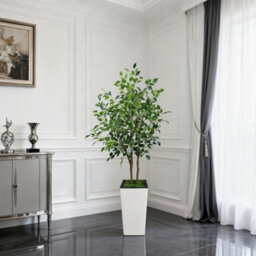 London Boutique Artificial Ficus Tree With Tall Planter, 150 Cm Faux Indoor Plant, Uv Resistant Silk Leaves, White Pot Decor - thumbnail 5