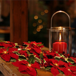 Amorly 2M 10Led Christmas Poinsettia Flower String Lights,  Fairy Lights Poinsettia Berries, For Xmas Wreath Home Holiday Decor - thumbnail 3