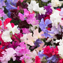 Gardeners Dream 6 X Bedding Plants Sweet Pea Dwarf, Garden Bedding Baskets Pots Outdoor Annuals - thumbnail 2