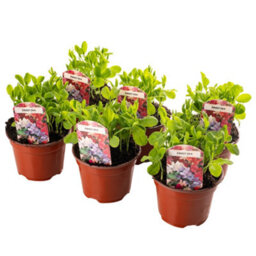 Gardeners Dream 6 X Bedding Plants Sweet Pea Dwarf, Garden Bedding Baskets Pots Outdoor Annuals - thumbnail 1