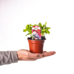 Gardeners Dream 6 X Bedding Plants Sweet Pea Dwarf, Garden Bedding Baskets Pots Outdoor Annuals - thumbnail 3