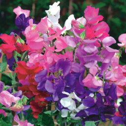Gardeners Dream 6 X Bedding Plants Sweet Pea Dwarf, Garden Bedding Baskets Pots Outdoor Annuals - thumbnail 5