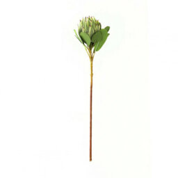 Hill Interiors Protea Protea Artificial Flower Green (One Size)