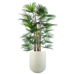 Leaf 46Cm X 40Cm Mikos Extra Large Ridged Composite Planter - Stone Colour - thumbnail 2