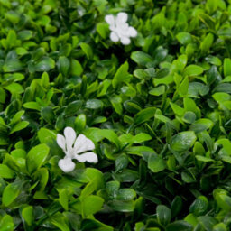Greenbrokers Artificial Green Plant Wall Hedge With Green Leaf Foliage & White Flowers-Uv Stable (Pack Of 4) (1M X 1M) - thumbnail 4