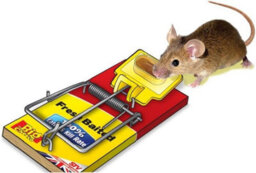 The Big Cheese Fresh Baited Mouse Trap Stv Rodent Trap Reusable Indoor & Outdoor Mouse Trap Powerful Spring - thumbnail 4