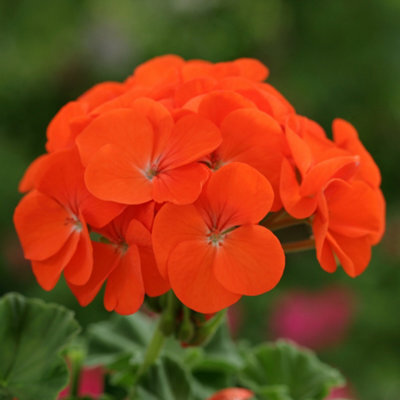 Gardeners Dream Geranium Horizon Orange Colourful Quality Flowering Bedding Plants 6 Pack - image 1