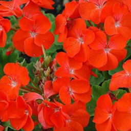 Gardeners Dream Geranium Horizon Orange Colourful Quality Flowering Bedding Plants 6 Pack - thumbnail 4