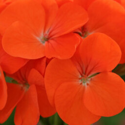 Gardeners Dream Geranium Horizon Orange Colourful Quality Flowering Bedding Plants 6 Pack - thumbnail 3
