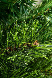 Christmas Tree World The 4Ft/120Cm Majestic Dew Pine Potted Tree (Outdoor) - thumbnail 9