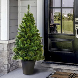 Christmas Tree World The 4Ft/120Cm Majestic Dew Pine Potted Tree (Outdoor) - thumbnail 2
