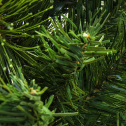Christmas Tree World The 4Ft/120Cm Majestic Dew Pine Potted Tree (Outdoor) - thumbnail 4