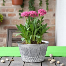 Set Of 2 Zinc Honeycomb Plant Bowls - Watertight No Drainage Holes - thumbnail 5