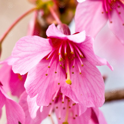 Gardeners Dream Prunus Okame Tree - Vibrant Pink Flowers, Compact, Hardy (5-6Ft) - image 1