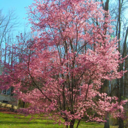 Gardeners Dream Prunus Okame Tree - Vibrant Pink Flowers, Compact, Hardy (5-6Ft) - thumbnail 3