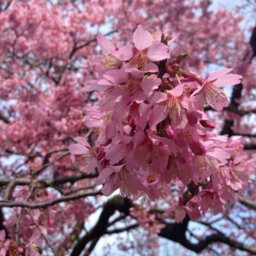 Gardeners Dream Prunus Okame Tree - Vibrant Pink Flowers, Compact, Hardy (5-6Ft) - thumbnail 2