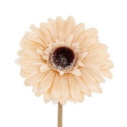 Hill Interiors Cream Gerbera Stem Artificial Flower - Plastic - L11 X W11 X H53 Cm - Cream - thumbnail 2