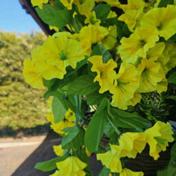 Best Artificial 75Cm Yellow Morning Glory Trailing Flowers With Rattan Wicker Hanging Baskets For Indoor Or Garden Use - thumbnail 2