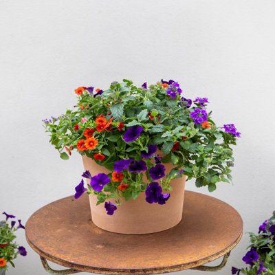 Plant Theory Bird Of Paradise Easy Speed Planter Preplanted Plant Planter For Baskets Pots - image 1