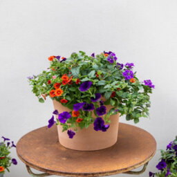 Plant Theory Bird Of Paradise Easy Speed Planter Preplanted Plant Planter For Baskets Pots - thumbnail 1