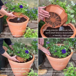 Plant Theory Bird Of Paradise Easy Speed Planter Preplanted Plant Planter For Baskets Pots - thumbnail 2