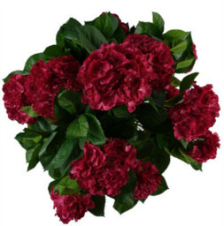 Leaf 75Cm Artificial Pink Bush Hydrangea Plant Potted - thumbnail 5