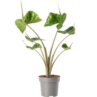 Gardeners Dream Alocasia Stingray Plant - Dramatic Stingray-Shaped Foliage, Mid-Sized Exotic (50-60Cm) - image 1