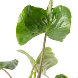 Gardeners Dream Alocasia Stingray Plant - Dramatic Stingray-Shaped Foliage, Mid-Sized Exotic (50-60Cm) - thumbnail 3