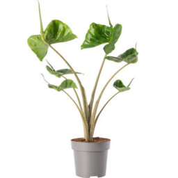 Gardeners Dream Alocasia Stingray Plant - Dramatic Stingray-Shaped Foliage, Mid-Sized Exotic (50-60Cm) - thumbnail 1
