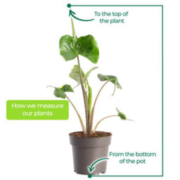 Gardeners Dream Alocasia Stingray Plant - Dramatic Stingray-Shaped Foliage, Mid-Sized Exotic (50-60Cm) - thumbnail 4