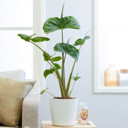 Gardeners Dream Alocasia Stingray Plant - Dramatic Stingray-Shaped Foliage, Mid-Sized Exotic (50-60Cm) - thumbnail 2