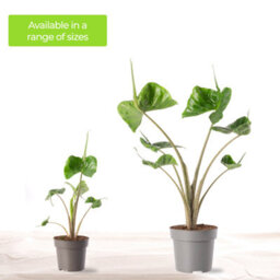 Gardeners Dream Alocasia Stingray Plant - Dramatic Stingray-Shaped Foliage, Mid-Sized Exotic (50-60Cm) - thumbnail 5