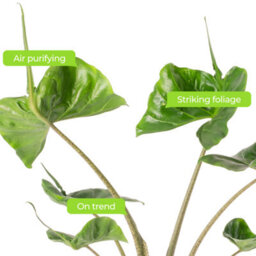 Gardeners Dream Alocasia Stingray Plant - Dramatic Stingray-Shaped Foliage, Mid-Sized Exotic (50-60Cm) - thumbnail 6