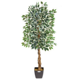 Christow Artificial Variegated Ficus Faux House Plant - thumbnail 1