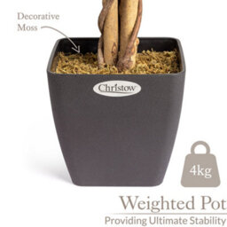 Christow Artificial Variegated Ficus Faux House Plant - thumbnail 5