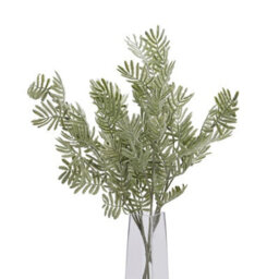 Silver                  Wattle                  Leaf - thumbnail 5