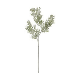 Silver                  Wattle                  Leaf - thumbnail 4