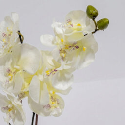Homescapes Artificial White Orchid In Gold Vase, Set Of 2 Faux Potted Flowers - thumbnail 5