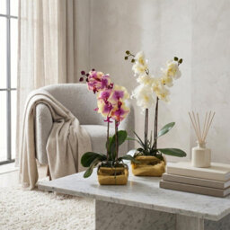 Homescapes Artificial White Orchid In Gold Vase, Set Of 2 Faux Potted Flowers - thumbnail 2