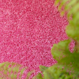 Loomed Soft Value Barbie Pink Shaggy Area Rug 135X135Cm - thumbnail 3