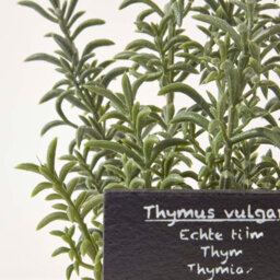 Homescapes Artificial Green Handcrafted Thyme Plant In Decorative Pot, 16 X 14 Cm - thumbnail 5