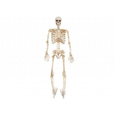 Full Skeleton With Led Eyes - Cream