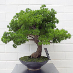 Leaf 50Cm Artificial Luxury Pine Bonsai Tree - thumbnail 1